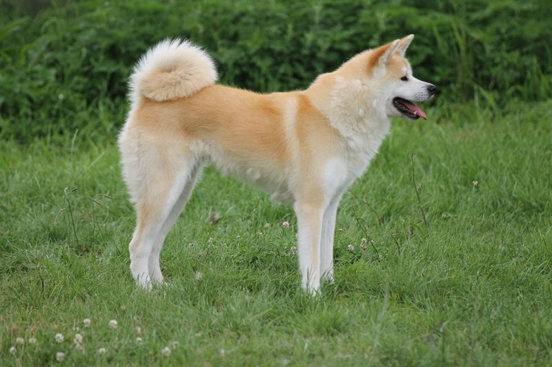 Akita
