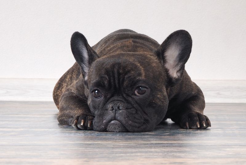 French Bulldogs – Cute But Complicated