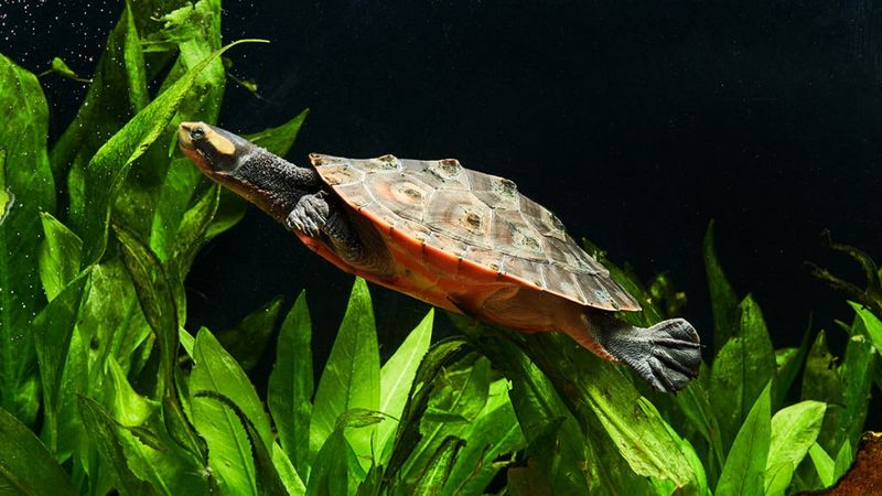 Stress Relief Through Aquatic Environments