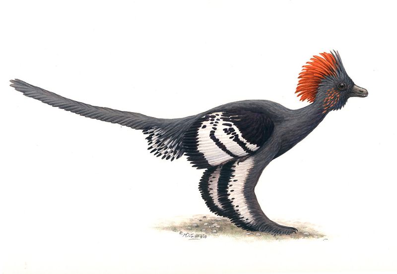 Feather Coloration Preserved After Millions Of Years