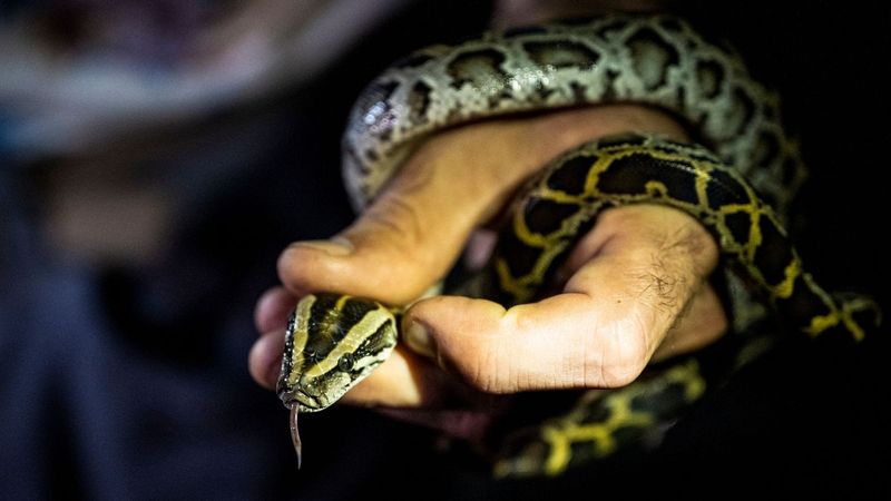 The Grim Reality Of Eradication