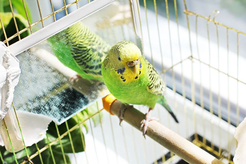 Spacious Cages Make Happy Talkers