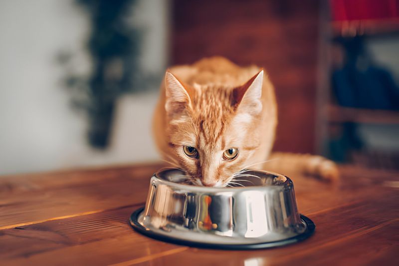 Warm Up The Food