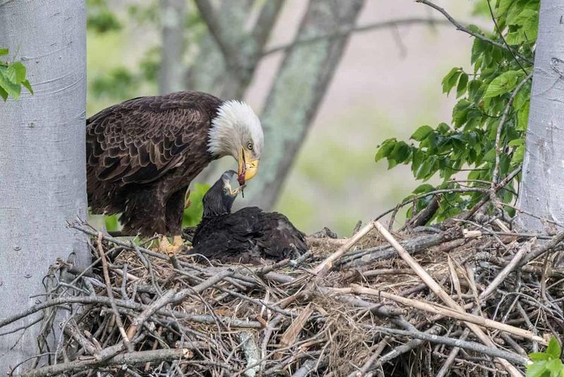 Operated By The American Eagle Foundation