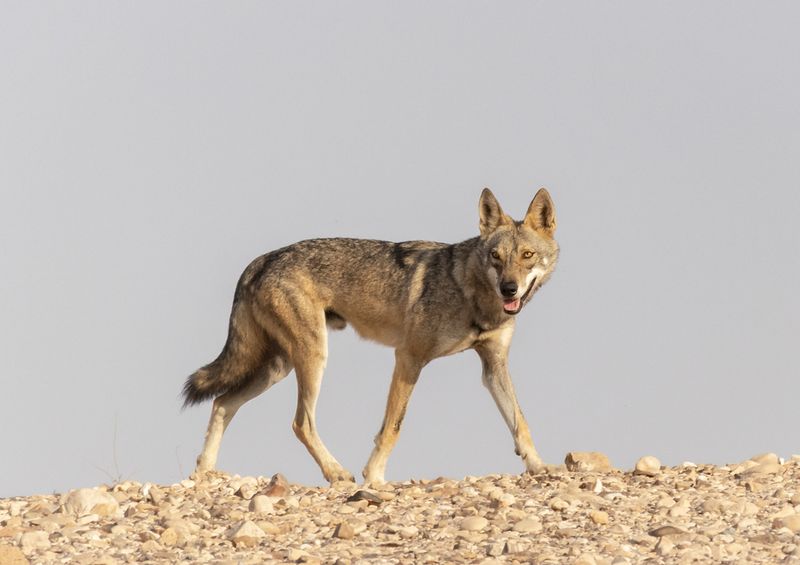 Arabian Wolf