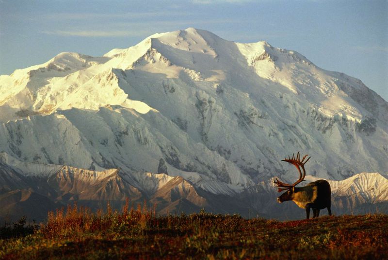 Denali National Park, Alaska
