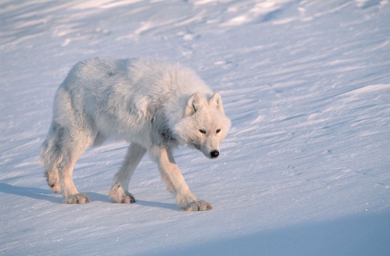 Arctic Wolf – The White Ghost