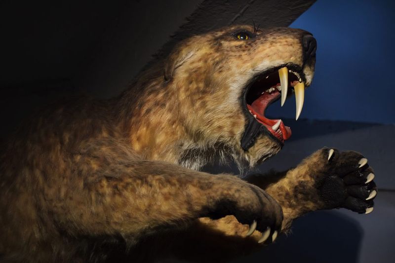 Barbourofelis: The Marsupial-Like Cat With Daggers