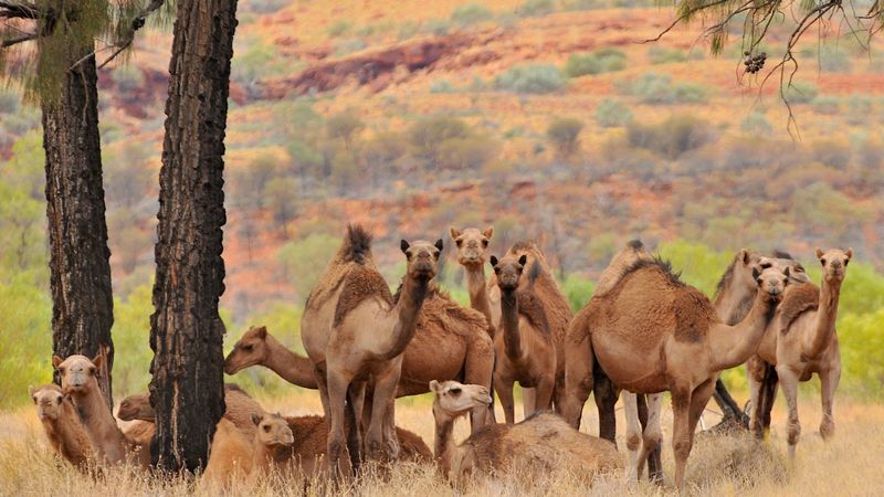 Feral Camel