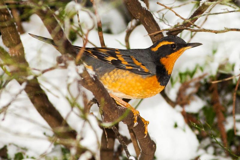 Varied Thrush