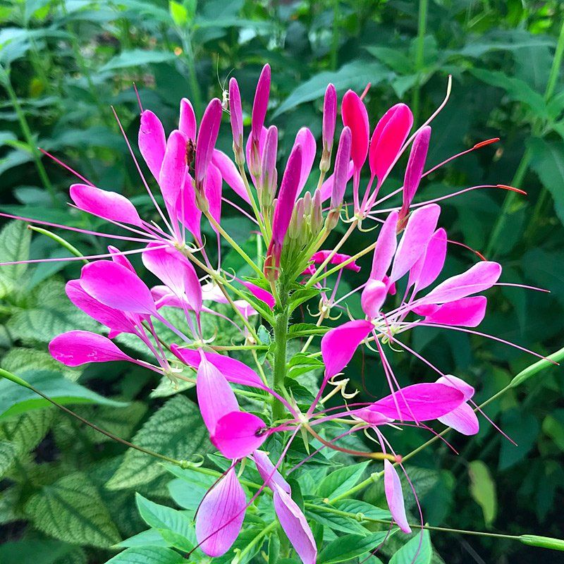 Cleome Cuisine