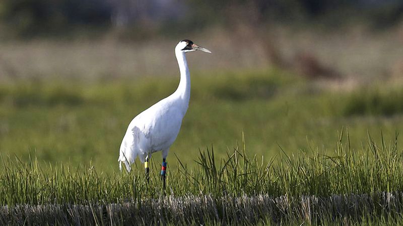 Cache River National Wildlife Refuge, Arkansas