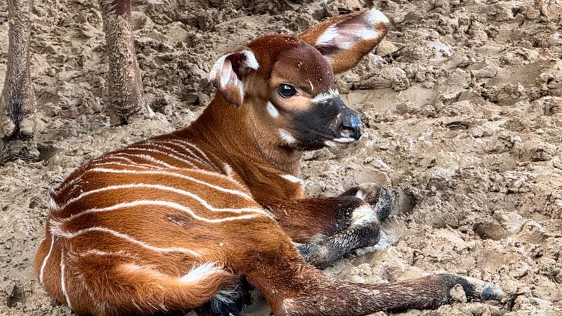 A Symbol Of What Conservation Can Achieve