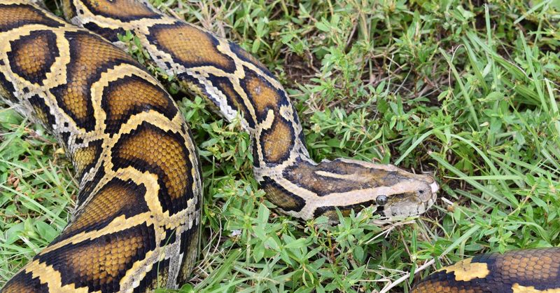 Monster Snakes In Paradise