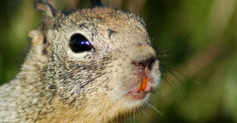 Everything You Need To Know About Chipmunk Teeth