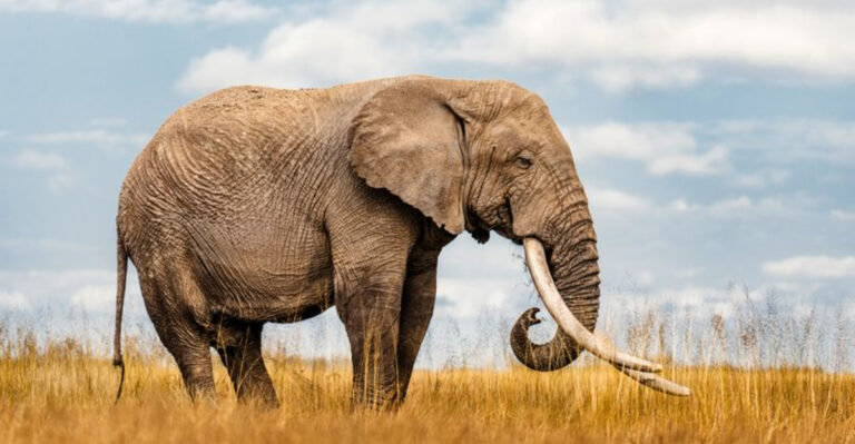 Everything You Need To Know About Elephants