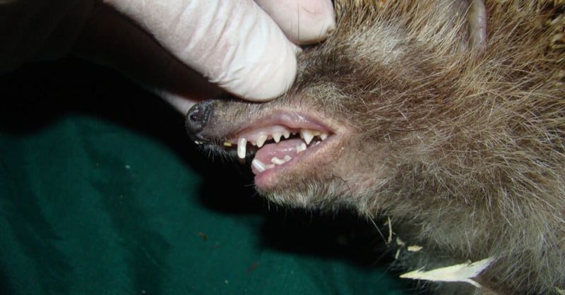 Hedgehogs Have 36 To 44 Teeth