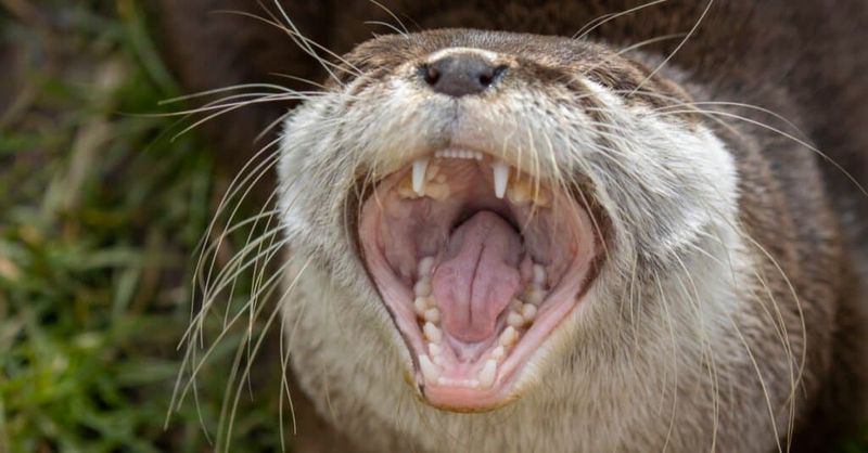 Otters Possess Specialized Teeth For Their Diets