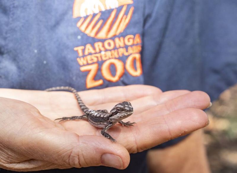 Baby Dragons Are Born With Teeth