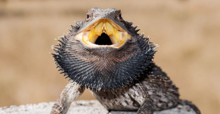 Everything You Should Know About Bearded Dragon Teeth