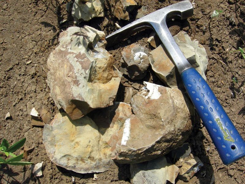 Discovery Made In The Late Cretaceous Layers