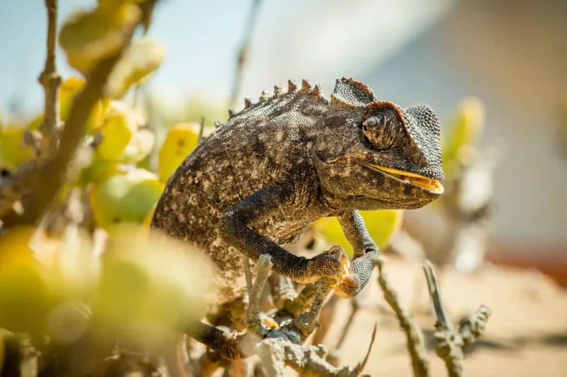 Unique Thermoregulation