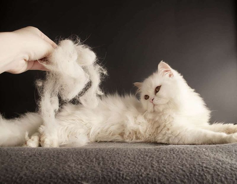 Shedding