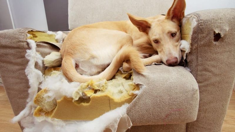 Furniture Suddenly Becomes Their Chew Toy Collection