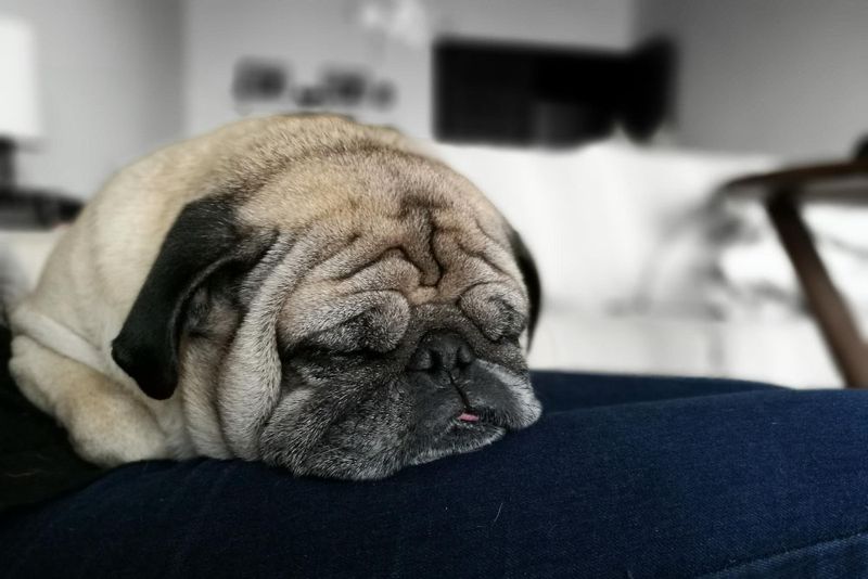 Depression Signs In Your Older Dog