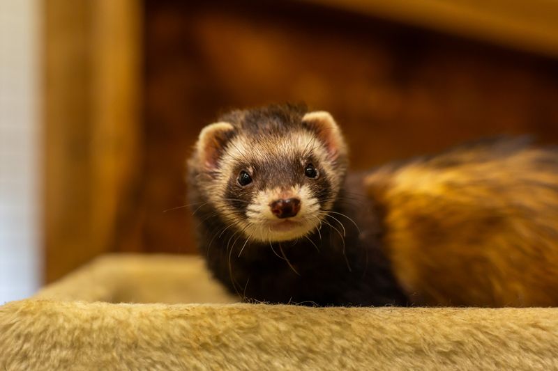 Rescue Ferrets Offer Special Rewards And Challenges