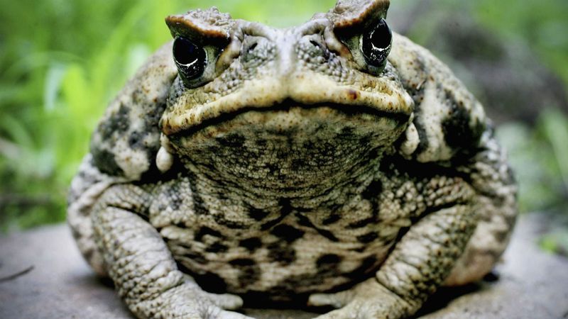 Seasonal Frog Toxicity Variations