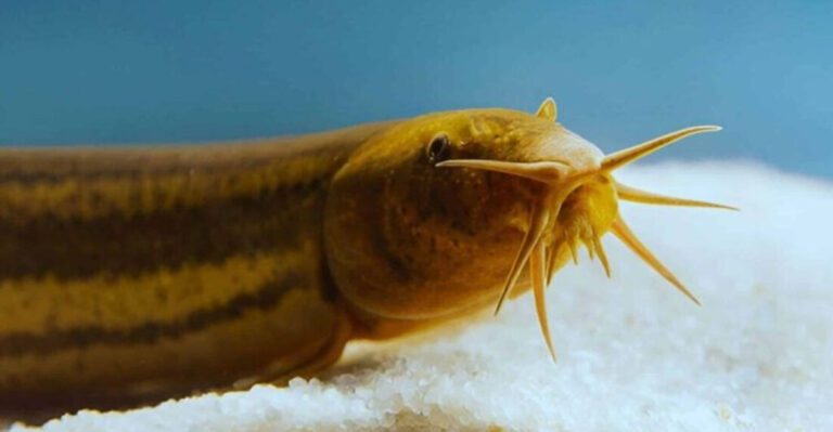 Experts Sound Alarm Over Fish That Can Survive On Land