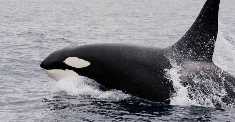 Experts Warn Puget Sound Orcas Are Under Threat As Salmon Numbers Decline