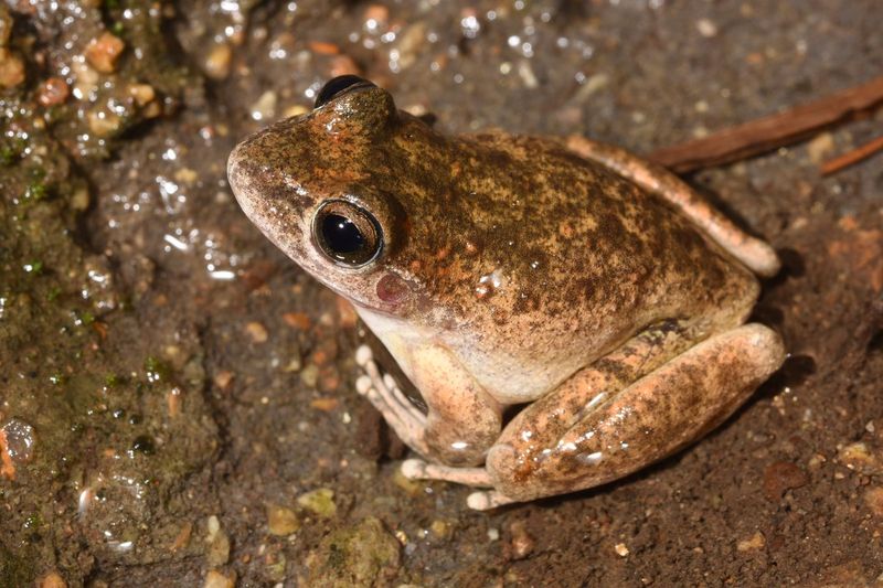 The Hybridization Threat Remains A Growing Concern