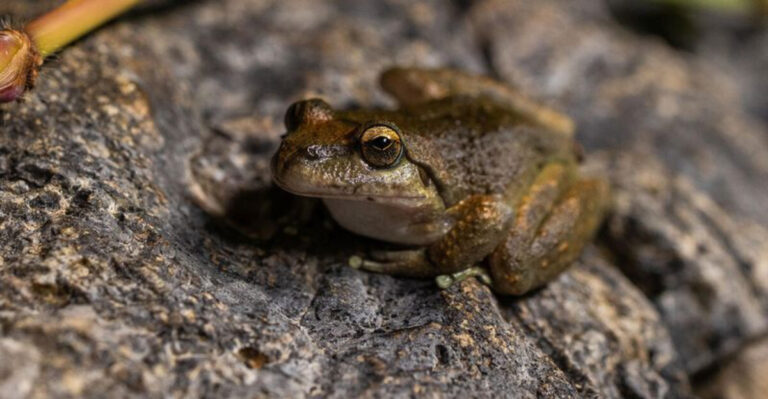 Experts Warn That Hybrid Species Formed By Tiny Creatures Could Become A Serious Problem
