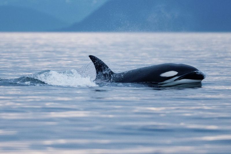 Why This Rare Orca Behavior Has Captured Global Attention