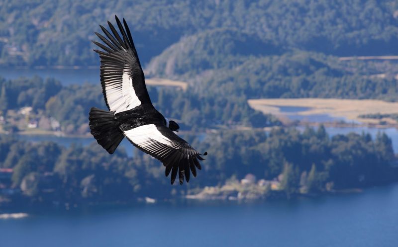 Andean Condor