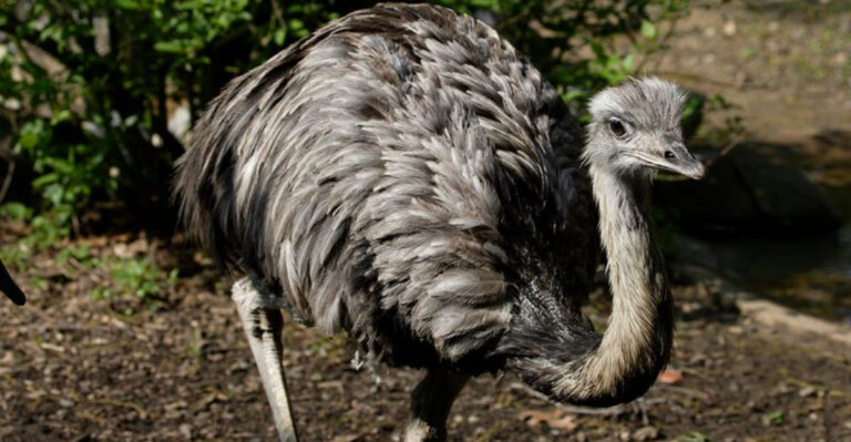 Exploring Nature’s Biggest Birds, From Andean Condors To Kori Bustards