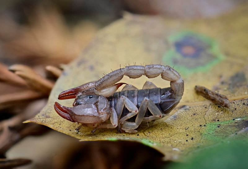 How Many Species Of Scorpions Live In Oregon?
