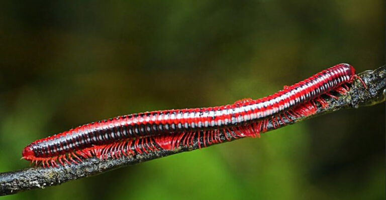 Exploring The Marvels Of Millipedes, Nature’s Misunderstood Arthropods