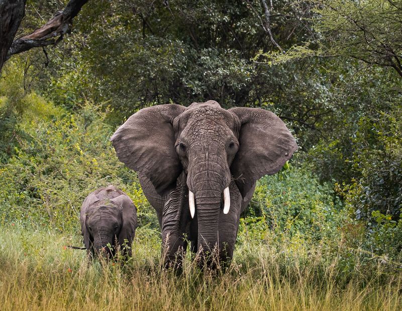 Rewilding Efforts: Bringing Back Elephants