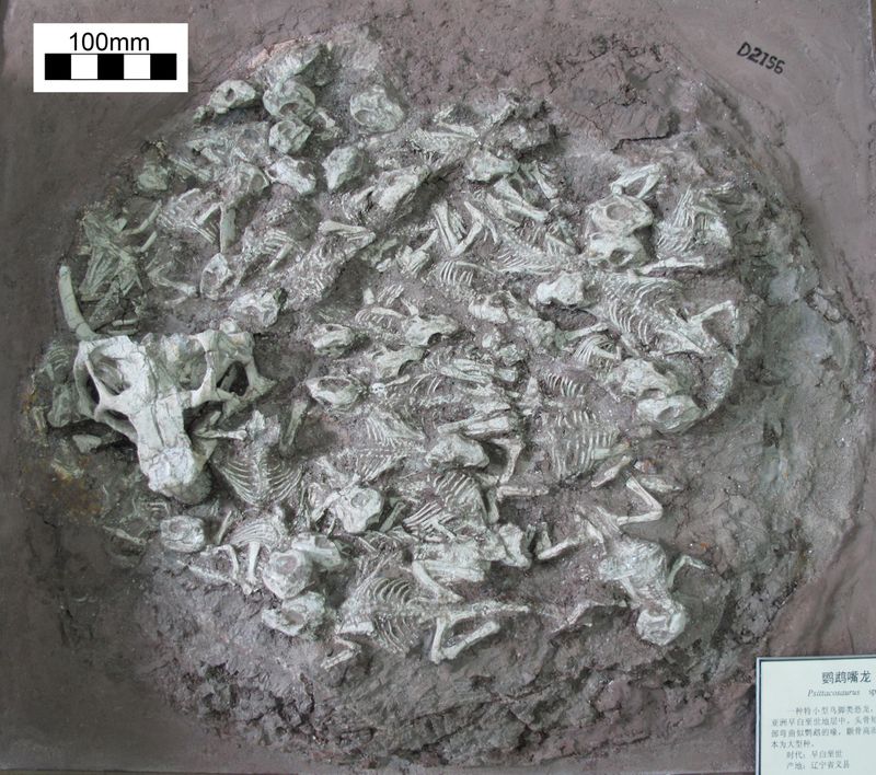 The Fossils Capture Rare Behavior Snapshots
