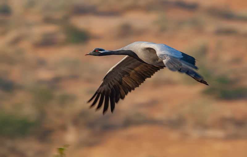 Adaptable Habitat Pioneers