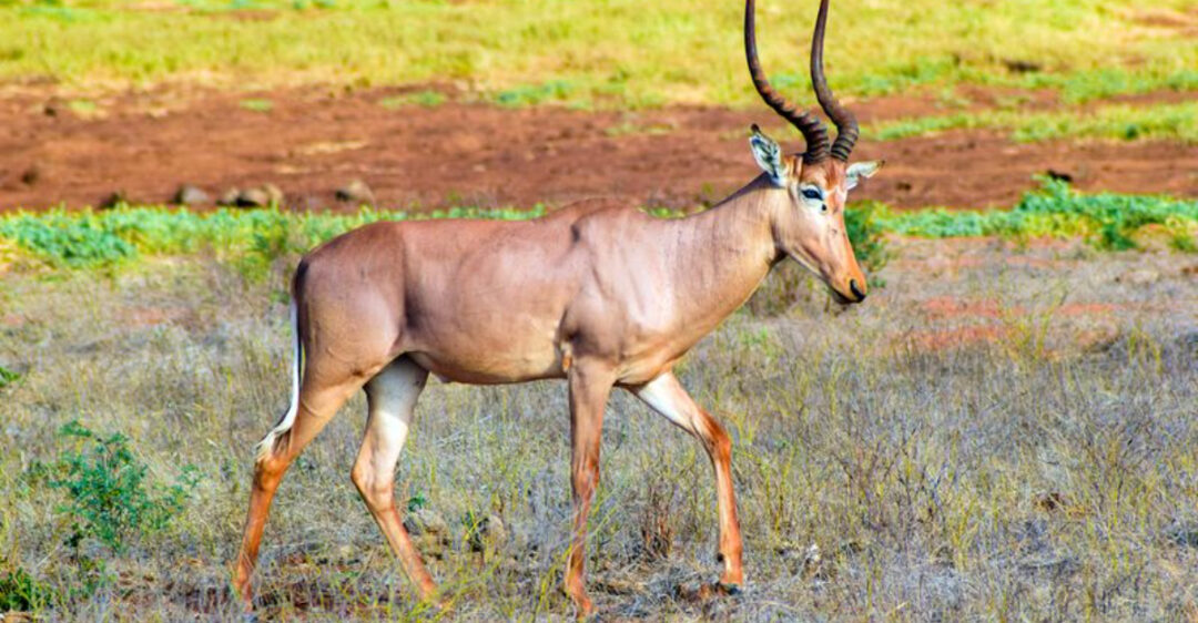 Facts About Unique Hirola Antelopes And Why They're On The Verge Of