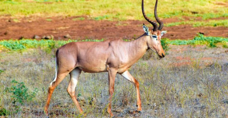 Facts About Unique Hirola Antelopes And Why They’re On The Verge Of Disappearing