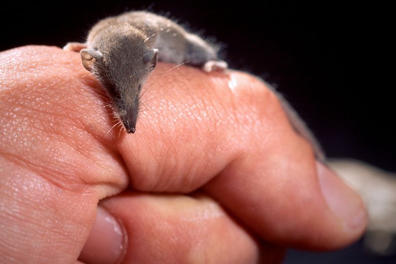 Etruscan Shrews: Thimble-Sized Mammals With Racing Hearts