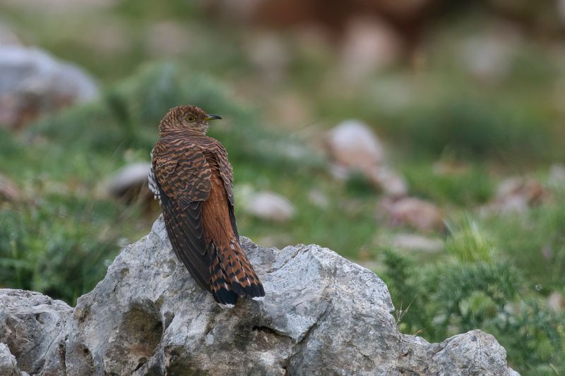 Cuckoo's Deceptive Chocolate Disguise