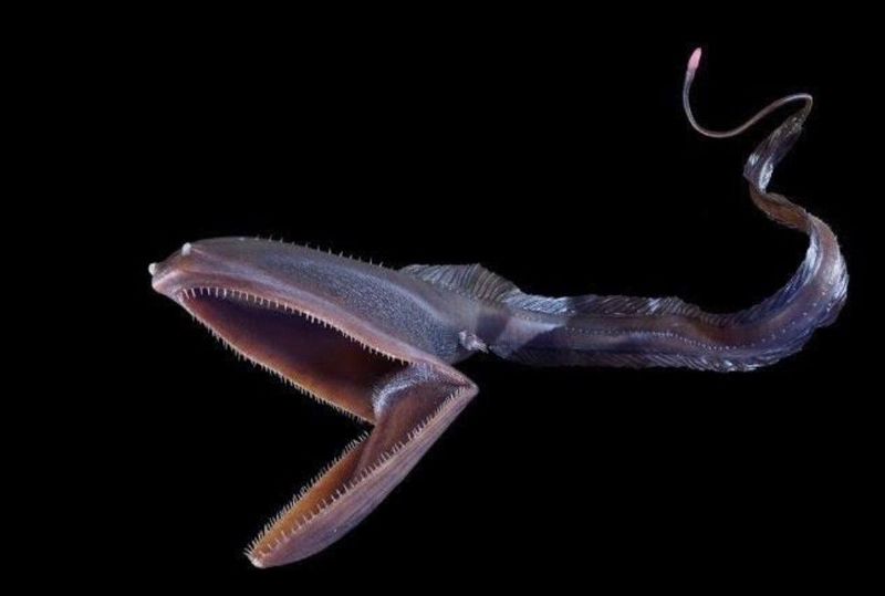 Gulper Eel – The Living Vacuum Cleaner