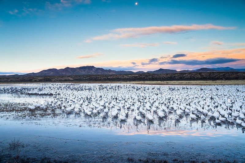Bosque Del Apache National Wildlife Refuge, New Mexico