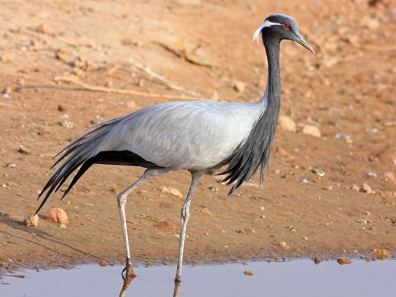 Smallest Crane Species